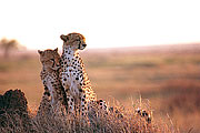 Picture 'KT1_42_30 Cheetah, Cub, Tanzania, Serengeti'